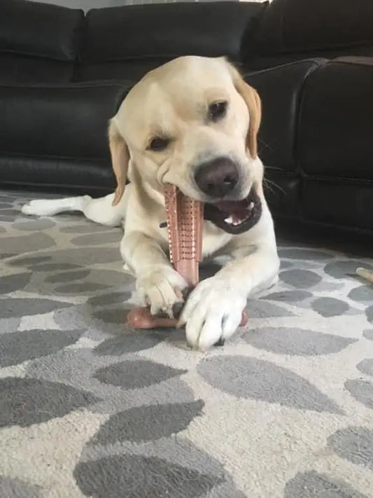 Jouet de mastication pour chien – Hygiène dentaire et soulagement des gencives